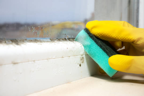 Best Best Mold Removal Companies  in Garden City, NY
