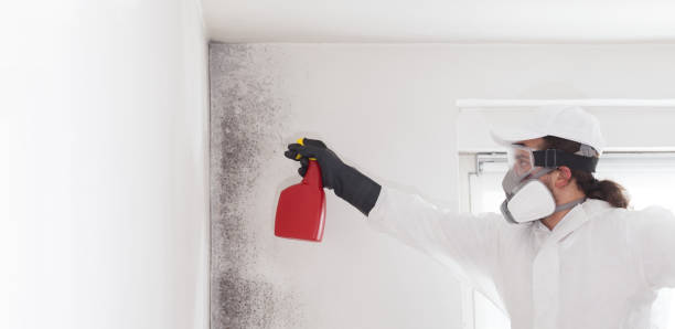Best Black Mold Removal  in Garden City, NY