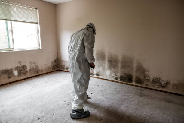 Best Toxic Mold Removal  in Garden City, NY