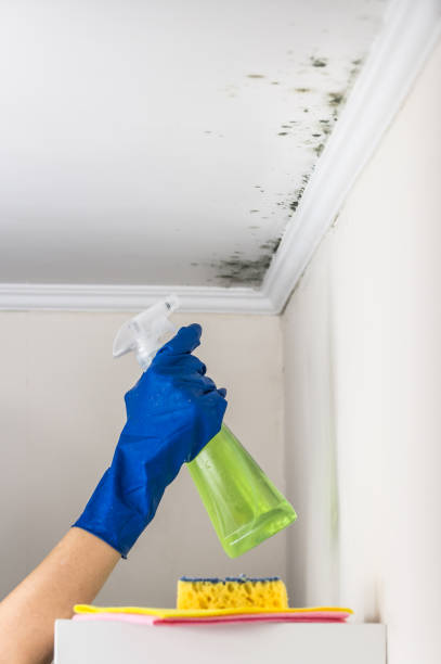 Best Residential Mold Removal  in Garden City, NY